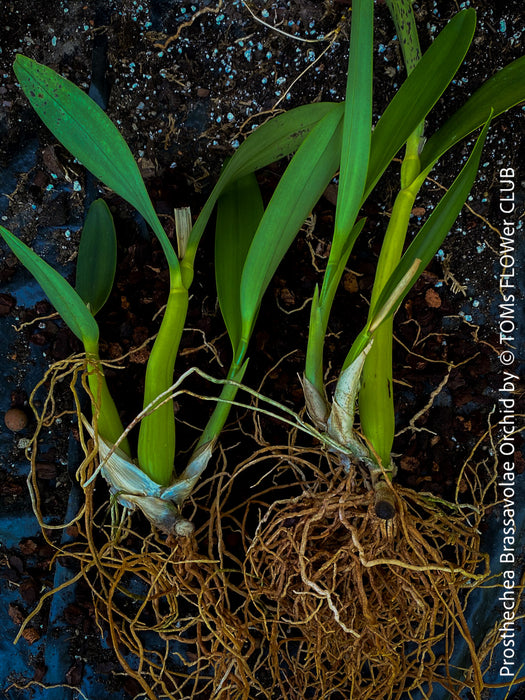 Prosthechea Brassavolae, organically grown tropical plants for sale at TOMs FLOWer CLUB.