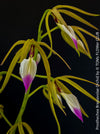 Prosthechea Brassavolae, organically grown tropical plants for sale at TOMs FLOWer CLUB.