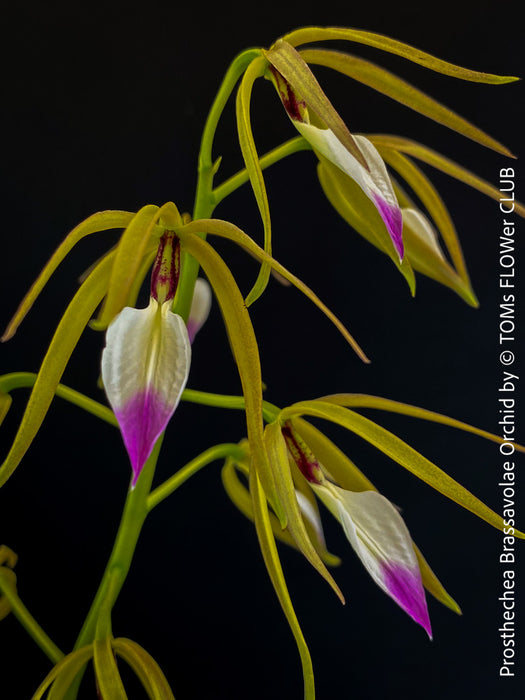 Prosthechea Brassavolae, organically grown tropical plants for sale at TOMs FLOWer CLUB.