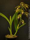 Prosthechea Brassavolae, organically grown tropical plants for sale at TOMs FLOWer CLUB.