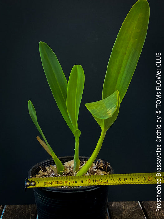 Prosthechea Brassavolae, organically grown tropical plants for sale at TOMs FLOWer CLUB.