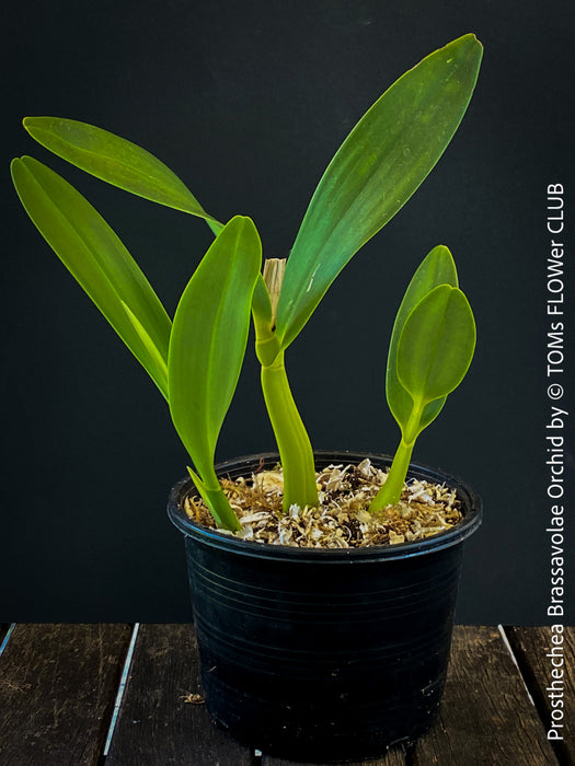 Prosthechea Brassavolae, organically grown tropical plants for sale at TOMs FLOWer CLUB.