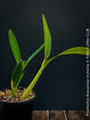 Prosthechea Brassavolae, organically grown tropical plants for sale at TOMs FLOWer CLUB.