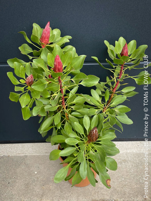 Protea Cynaroides Little Prince, Königprotea, Kingsprotea, der kleine Prinz, Protea, South African endemic plants, organically grown garden, plants for sale by TOMs FLOWer CLUB.