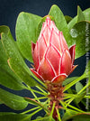 Protea Cynaroides Little Prince, Königprotea, Kingsprotea, der kleine Prinz, Protea, South African endemic plants, organically grown garden, plants for sale by TOMs FLOWer CLUB.