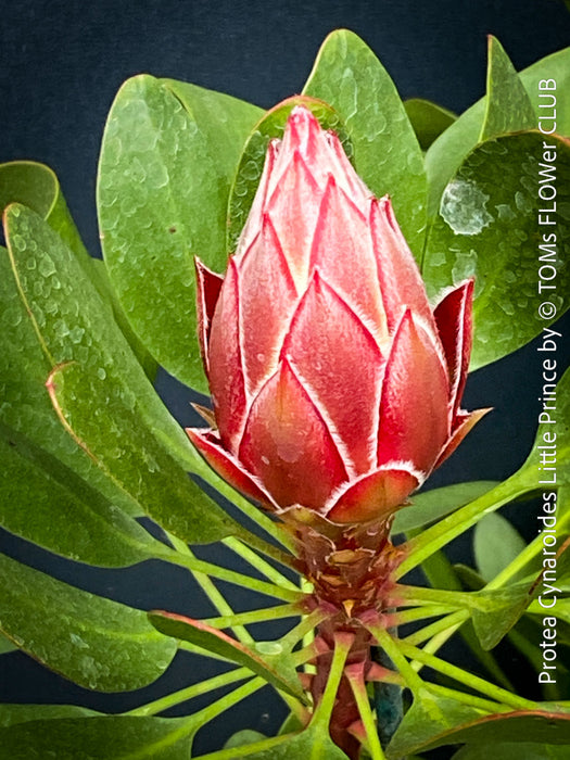 Protea Cynaroides Little Prince, Königprotea, Kingsprotea, der kleine Prinz, Protea, South African endemic plants, organically grown garden, plants for sale by TOMs FLOWer CLUB.