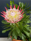 Protea Cynaroides Little Prince, Königprotea, Kingsprotea, der kleine Prinz, Protea, South African endemic plants, organically grown garden, plants for sale by TOMs FLOWer CLUB.