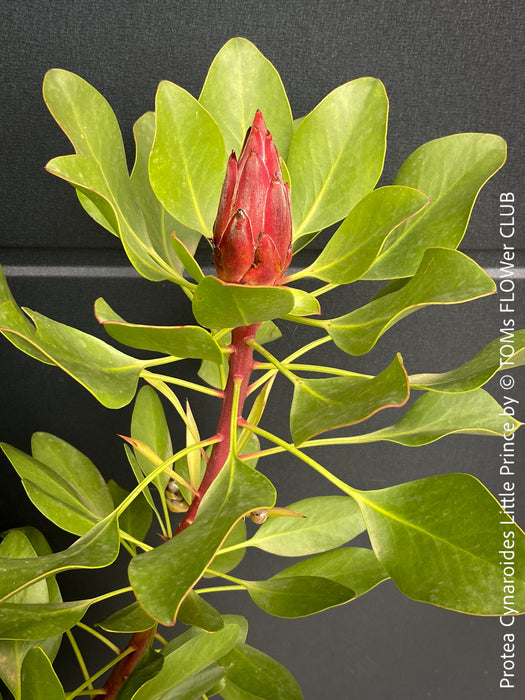 Protea Cynaroides Little Prince, Königprotea, Kingsprotea, der kleine Prinz, Protea, South African endemic plants, organically grown garden, plants for sale by TOMs FLOWer CLUB.