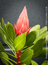 Protea Cynaroides Little Prince, Königprotea, Kingsprotea, der kleine Prinz, Protea, South African endemic plants, organically grown garden, plants for sale by TOMs FLOWer CLUB.
