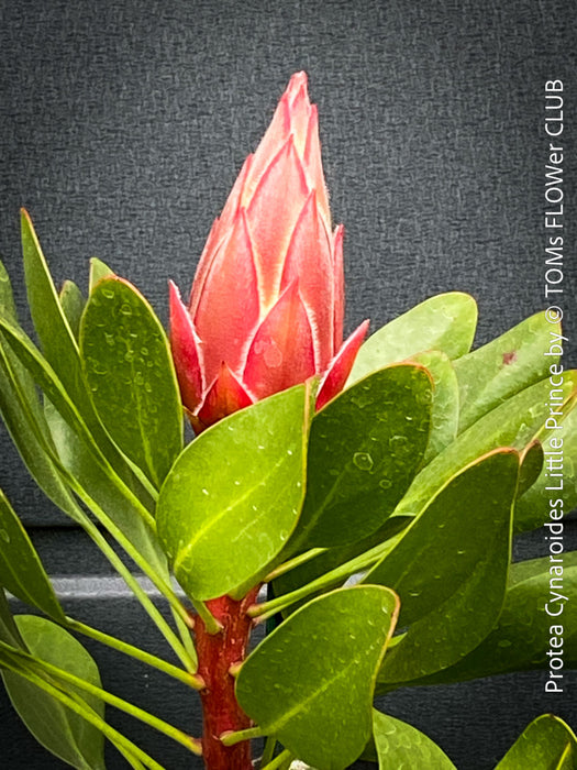 Protea Cynaroides Little Prince, Königprotea, Kingsprotea, der kleine Prinz, Protea, South African endemic plants, organically grown garden, plants for sale by TOMs FLOWer CLUB.