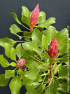 Protea Cynaroides Little Prince, Königprotea, Kingsprotea, der kleine Prinz, Protea, South African endemic plants, organically grown garden, plants for sale by TOMs FLOWer CLUB.