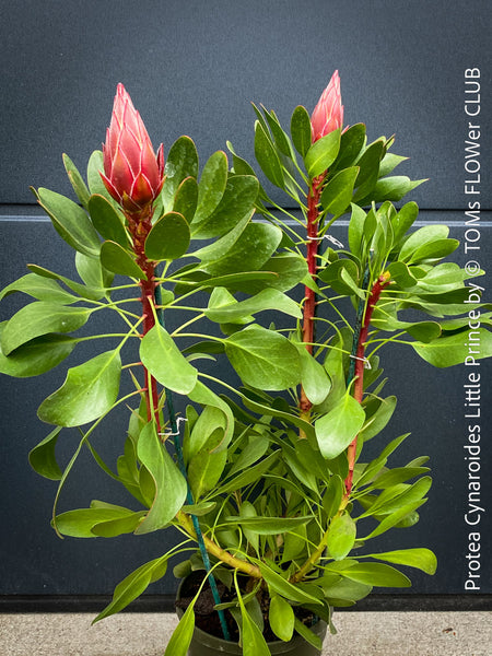 Protea Cynaroides Little Prince, Königprotea, Kingsprotea, der kleine Prinz, Protea, South African endemic plants, organically grown garden, plants for sale by TOMs FLOWer CLUB.