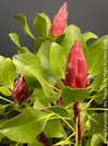 Protea Cynaroides Little Prince, Königprotea, Kingsprotea, der kleine Prinz, Protea, South African endemic plants, organically grown garden, plants for sale by TOMs FLOWer CLUB.