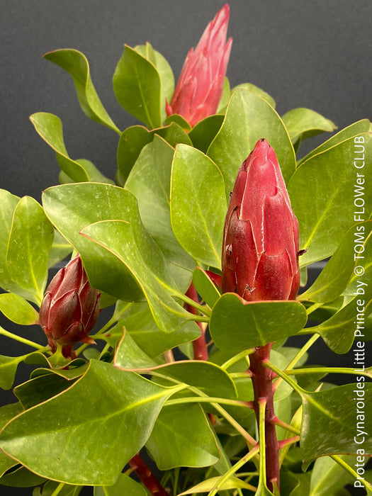 Protea Cynaroides Little Prince, Königprotea, Kingsprotea, der kleine Prinz, Protea, South African endemic plants, organically grown garden, plants for sale by TOMs FLOWer CLUB.