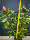 Protea Cynaroides Little Prince, Königprotea, Kingsprotea, der kleine Prinz, Protea, South African endemic plants, organically grown garden, plants for sale by TOMs FLOWer CLUB.