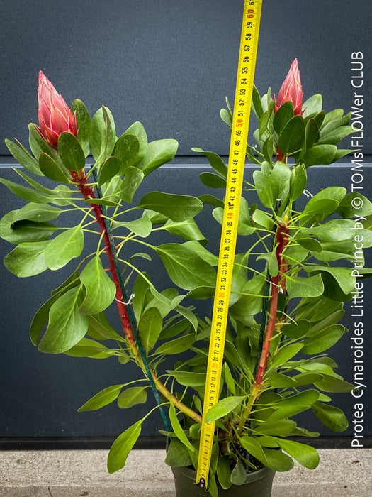 Protea Cynaroides Little Prince, Königprotea, Kingsprotea, der kleine Prinz, Protea, South African endemic plants, organically grown garden, plants for sale by TOMs FLOWer CLUB.