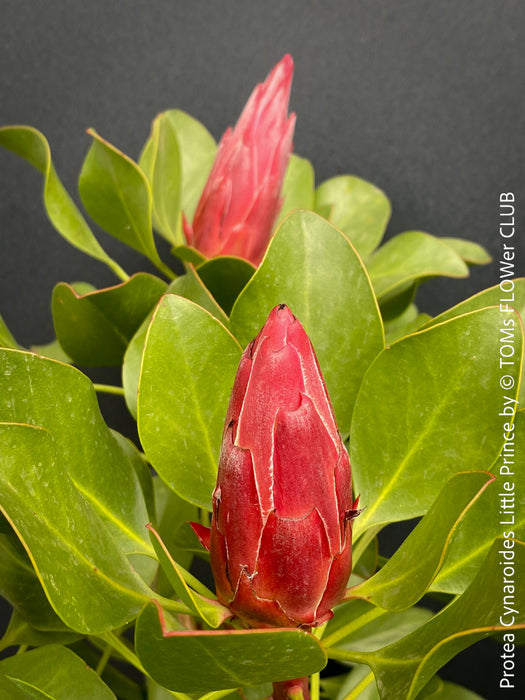 Protea Cynaroides Little Prince, Königprotea, Kingsprotea, der kleine Prinz, Protea, South African endemic plants, organically grown garden, plants for sale by TOMs FLOWer CLUB.