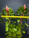 Protea Cynaroides Little Prince, Königprotea, Kingsprotea, der kleine Prinz, Protea, South African endemic plants, organically grown garden, plants for sale by TOMs FLOWer CLUB.