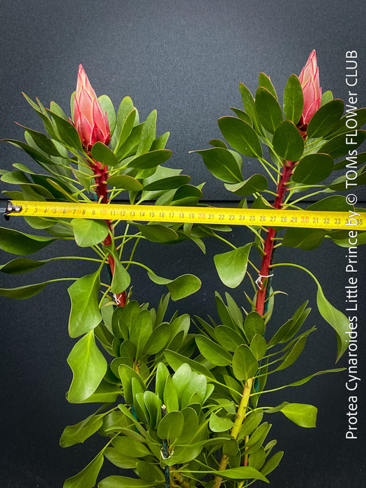 Protea Cynaroides Little Prince, Königprotea, Kingsprotea, der kleine Prinz, Protea, South African endemic plants, organically grown garden, plants for sale by TOMs FLOWer CLUB.