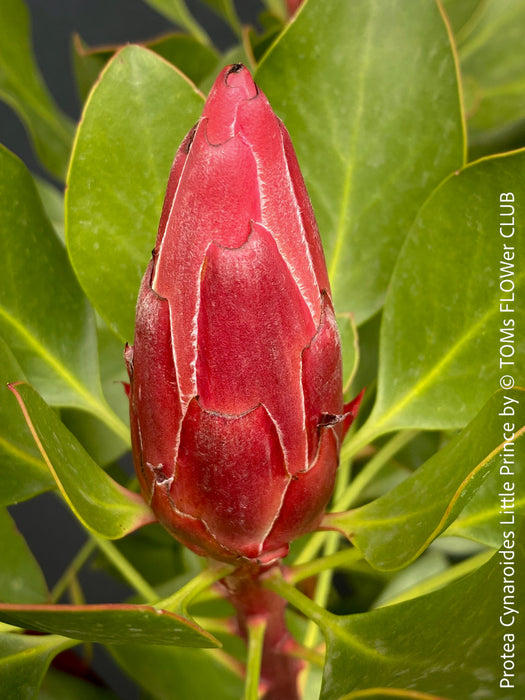 Protea Cynaroides Little Prince, Königprotea, Kingsprotea, der kleine Prinz, Protea, South African endemic plants, organically grown garden, plants for sale by TOMs FLOWer CLUB.