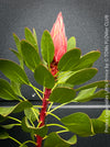 Protea Cynaroides Little Prince, Königprotea, Kingsprotea, der kleine Prinz, Protea, South African endemic plants, organically grown garden, plants for sale by TOMs FLOWer CLUB.