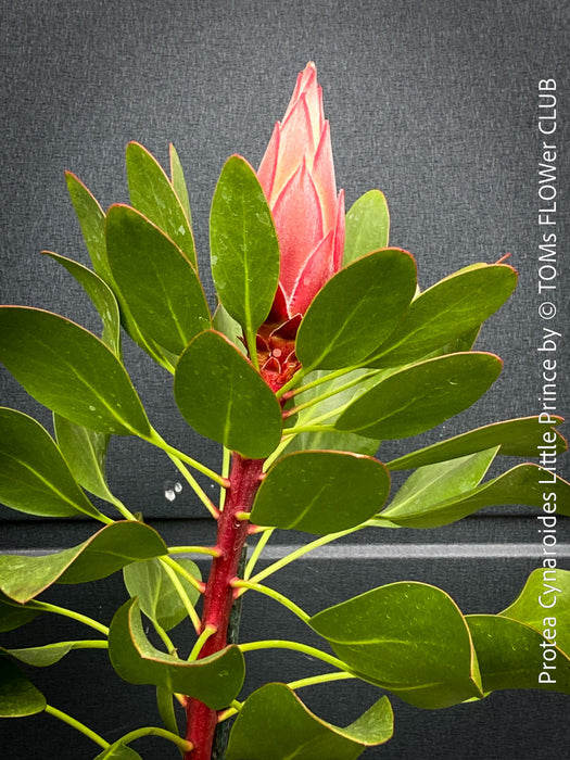 Protea Cynaroides Little Prince, Königprotea, Kingsprotea, der kleine Prinz, Protea, South African endemic plants, organically grown garden, plants for sale by TOMs FLOWer CLUB.