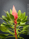 Protea Cynaroides Little Prince, Königprotea, Kingsprotea, der kleine Prinz, Protea, South African endemic plants, organically grown garden, plants for sale by TOMs FLOWer CLUB.