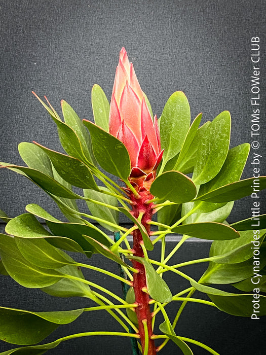 Protea Cynaroides Little Prince, Königprotea, Kingsprotea, der kleine Prinz, Protea, South African endemic plants, organically grown garden, plants for sale by TOMs FLOWer CLUB.