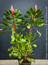 Protea Cynaroides Little Prince, Königprotea, Kingsprotea, der kleine Prinz, Protea, South African endemic plants, organically grown garden, plants for sale by TOMs FLOWer CLUB.