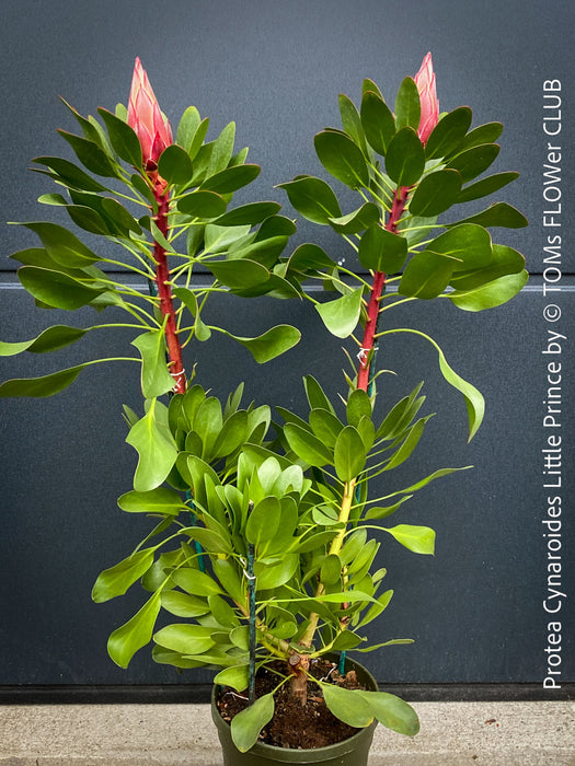 Protea Cynaroides Little Prince, Königprotea, Kingsprotea, der kleine Prinz, Protea, South African endemic plants, organically grown garden, plants for sale by TOMs FLOWer CLUB.