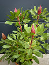 Protea Cynaroides Little Prince, Königprotea, Kingsprotea, der kleine Prinz, Protea, South African endemic plants, organically grown garden, plants for sale by TOMs FLOWer CLUB.