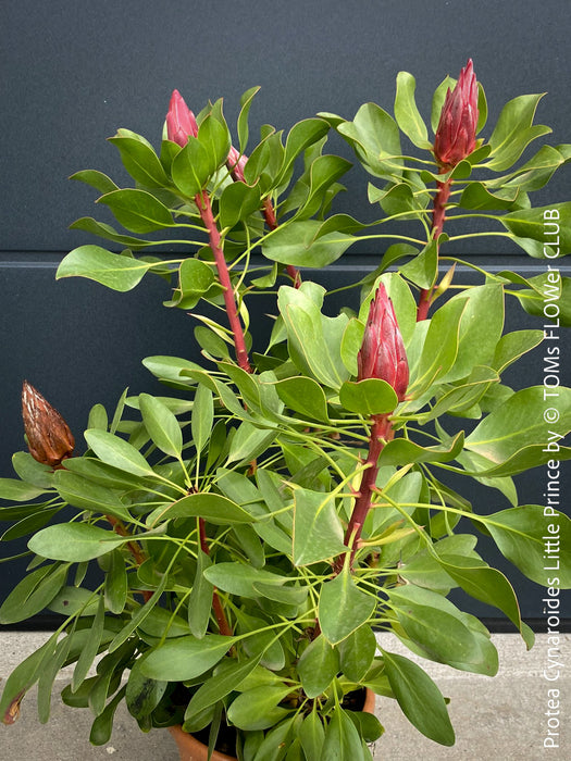 Protea Cynaroides Little Prince, Königprotea, Kingsprotea, der kleine Prinz, Protea, South African endemic plants, organically grown garden, plants for sale by TOMs FLOWer CLUB.