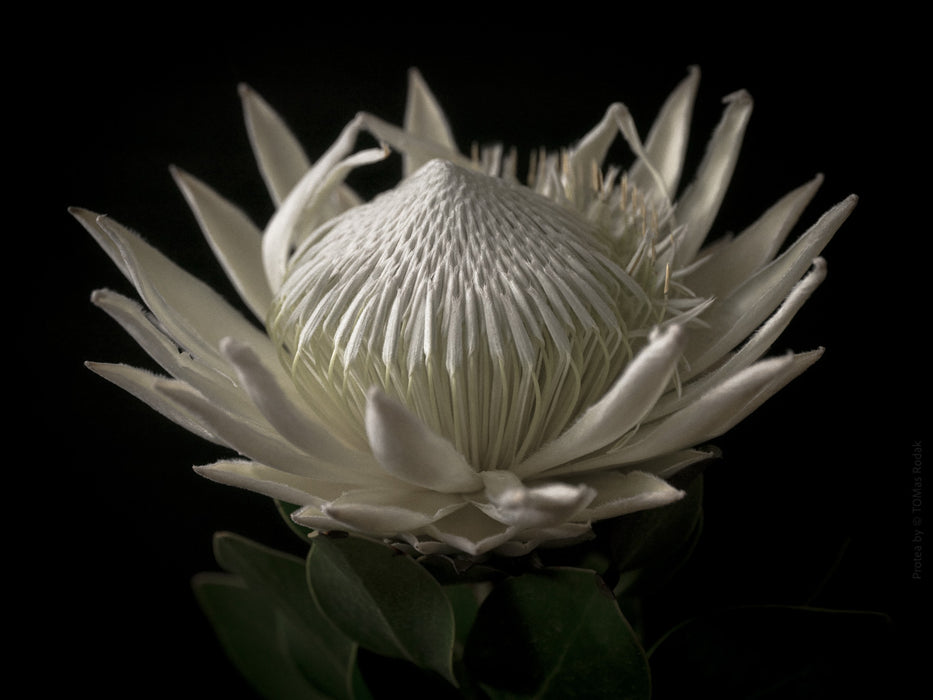 PROTEA - PHOTO PICTURE 100