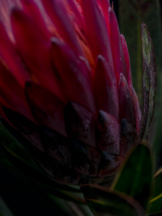 PROTEA - PHOTO PICTURE 101