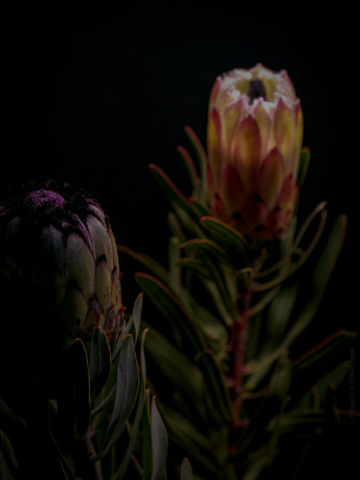 PROTEA - PHOTO PICTURE 102