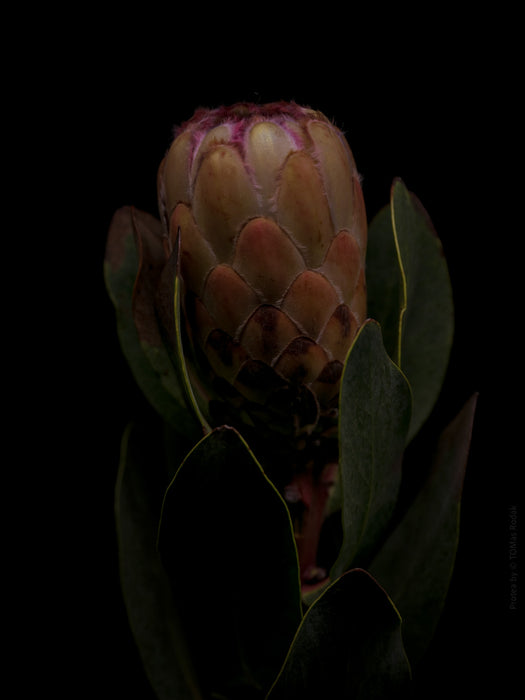 PROTEA - PHOTO PICTURE 103