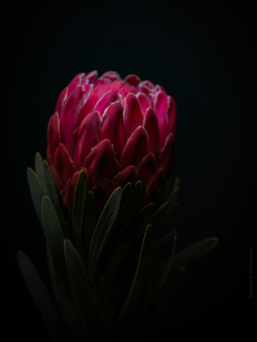 PROTEA - PHOTO PICTURE 104