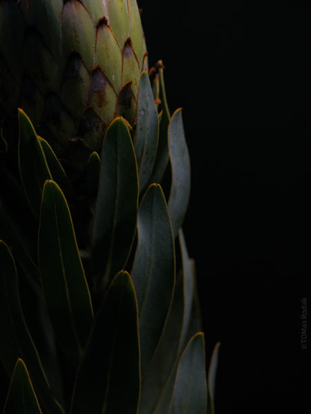 PROTEA ARISTATA, sugarbush, South African plants, floral photography by TOMas Rodak, TOMs FLOWer CLUB.