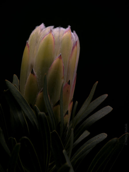 PROTEA ARISTATA, sugarbush, South African plants, floral photography by TOMas Rodak, TOMs FLOWer CLUB.