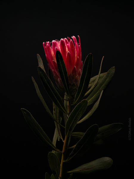 PROTEA ARISTATA, sugarbush, South African plants, floral photography by TOMas Rodak, TOMs FLOWer CLUB.