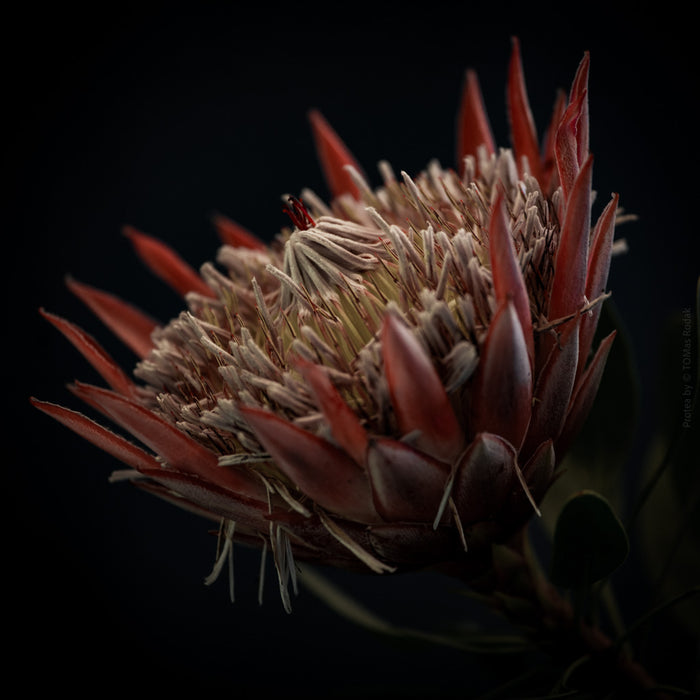 PROTEA - PHOTO PICTURE 39