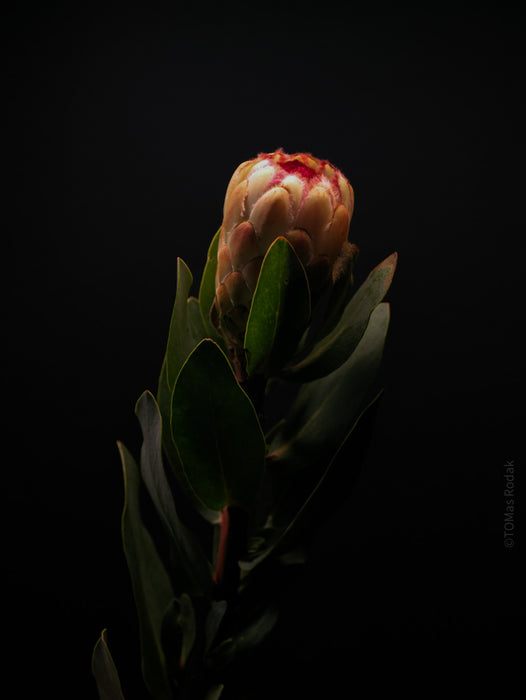 PROTEA ARISTATA, sugarbush, South African plants, floral photography by TOMas Rodak, TOMs FLOWer CLUB.