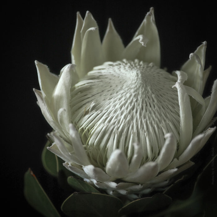 PROTEA - PHOTO PICTURE 41