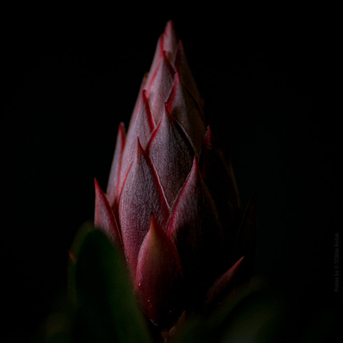 PROTEA - PHOTO PICTURE 46