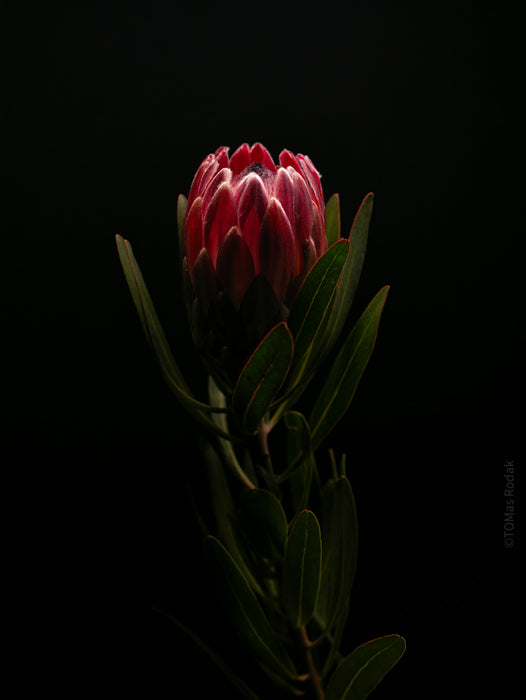 PROTEA ARISTATA, sugarbush, South African plants, floral photography by TOMas Rodak, TOMs FLOWer CLUB.