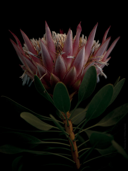 PROTEA - PHOTO PICTURE 57