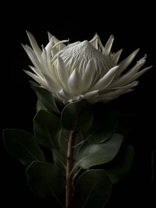 PROTEA - PHOTO PICTURE 58