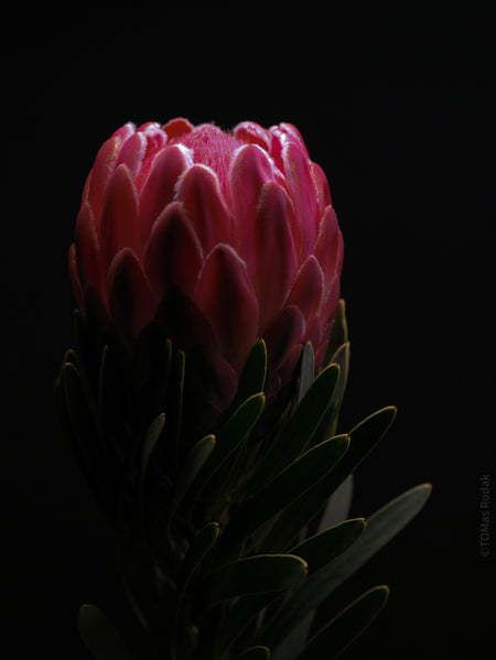 PROTEA ARISTATA, sugarbush, South African plants, floral photography by TOMas Rodak, TOMs FLOWer CLUB.