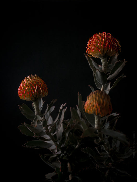 PROTEA - PHOTO PICTURE 60