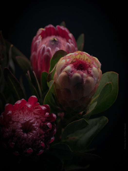 PROTEA - PHOTO PICTURE 62